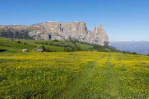 Mountain Sciliar (Schlern), Alpe di siusi (Seiser Alm), Castelrotto (Kastelruth), Dolomites, South Tyrol, Italy Mountain Sciliar (Schlern), Alpe di siusi (Seiser Alm), Castelrotto (Kastelruth), Dolomites, South Tyrol, Italy